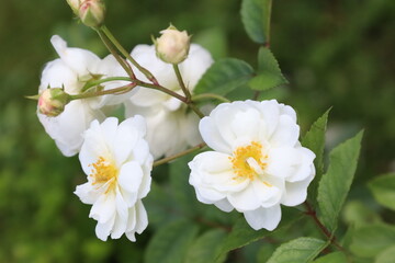 Stunning Macro of White Rose Branch with Leaves