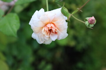 Obraz premium Macro Close Up of Pink Roses Bloom