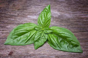 Basil (Ocimum basilicum), Lamiaceae. Edible plant, aromatic perennial herb, used in Italian cuisine. leaves on a wooden table