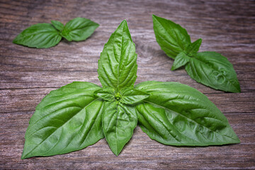 Basil (Ocimum basilicum), Lamiaceae. Edible plant, aromatic perennial herb, used in Italian cuisine. leaves on a wooden table