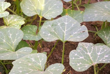 Young pumpkin leaves growing in the garden