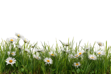 A field of white daisies in a grassy meadow
