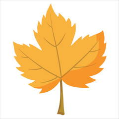  maple leaf