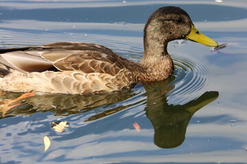 Close up of wild duck swimming peacefully on calm water surface