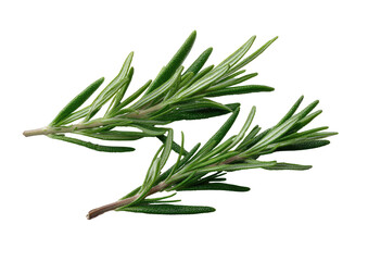 Fototapeta premium Close-up of fresh rosemary sprigs
