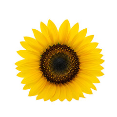 Fototapeta premium Vibrant Sunflower Blooms on Transparent Background, Nature's Beauty in High Definition, Perfect for Design Projects.