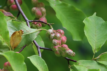 Magnolia Branch Showing Colorful Ripe Fruits