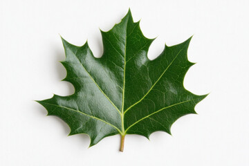 A close-up of a single glossy green leaf with prominent veins, centered on a white background, emphasizing natural texture, shape, and botanical detail for stock use.