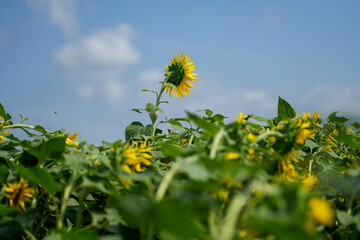 青空に映える晩夏のひまわり｜季節の背景素材