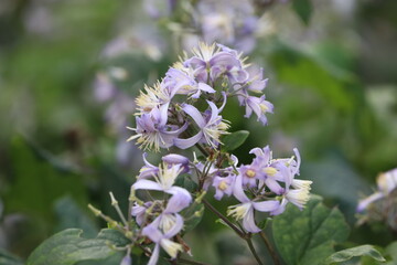 Close Up of Delicate Purple Clematis Flowers
