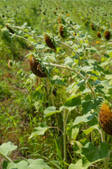 夏の終わりを示すひまわり畑｜環境・農業テーマ向け写真