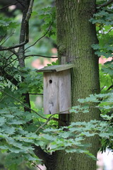 Birdhouse Mounted on Large Tree