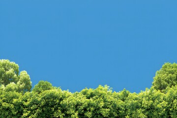 Lush Green Foliage Against Clear Blue Sky in Bright Daylight Atmosphere