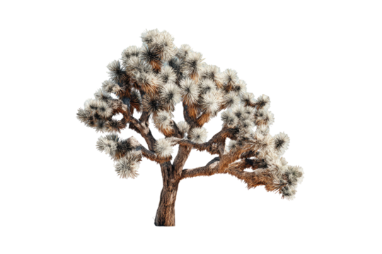 Desert tree with fuzzy, light-colored branches