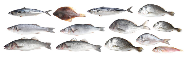 Different types of raw fish isolated on white, collage