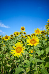 ひまわり畑の夏イメージ｜広告・バナー向け素材