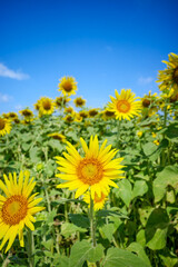 ひまわり畑の夏イメージ｜広告・バナー向け素材