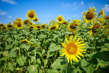 ひまわり畑の夏イメージ｜広告・バナー向け素材
