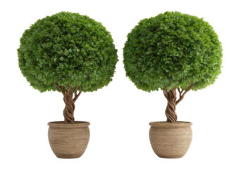 Two identical, round topiary trees in light-brown pots