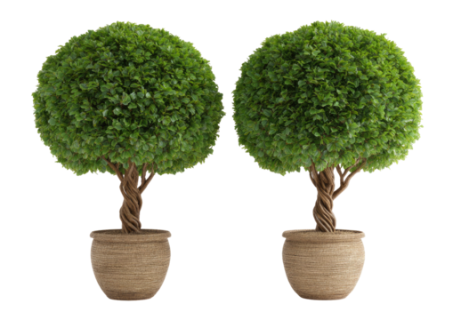 Two identical, round topiary trees in light-brown pots