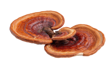 Close-up of a pair of  reishi mushrooms, showing intricate, concentric rings and a light brown to reddish-brown hue