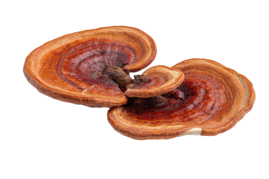 Close-up of a pair of  reishi mushrooms, showing intricate, concentric rings and a light brown to reddish-brown hue