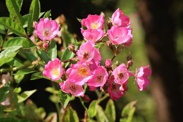 Beautiful Macro Close Up of Musk Rose