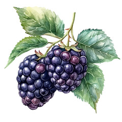 watercolor vector of Blackberry, isolated on a white background.