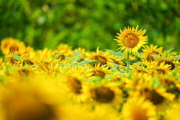 群生するひまわりとボケ背景の夏素材｜明るい季節イメージ