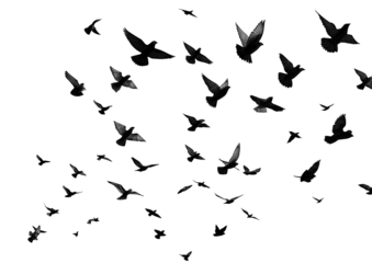 A dense flock of birds in flight against a black background.  Many small, dark shapes of birds fill the image,  appearing to move in a chaotic yet organized pattern