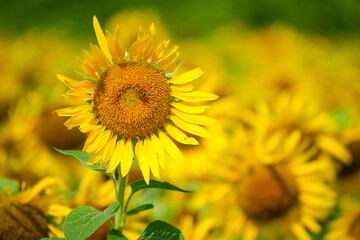 群生するひまわりとボケ背景の夏素材｜明るい季節イメージ