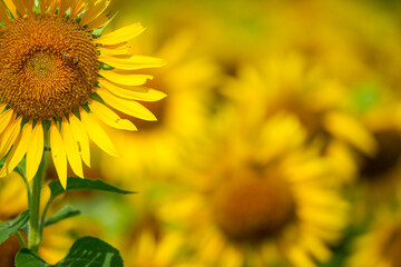 群生するひまわりとボケ背景の夏素材｜明るい季節イメージ