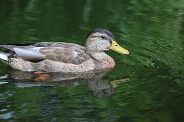 Close up of wild duck swimming peacefully on calm water surface