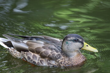 Close up of wild duck swimming peacefully on calm water surface