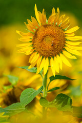 群生するひまわりとボケ背景の夏素材｜明るい季節イメージ