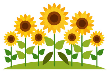 sunflowers on a white background