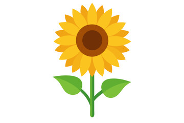 sunflower isolated on white