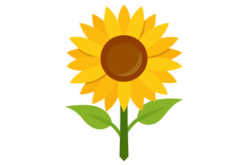 sunflower isolated on white