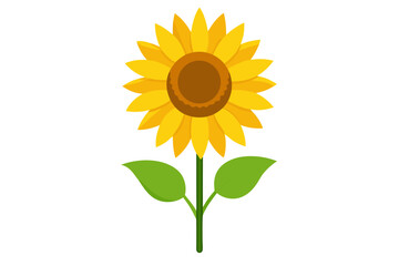 sunflower on white background