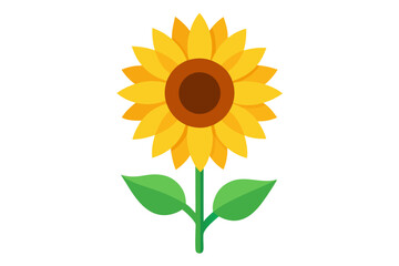 sunflower isolated on white