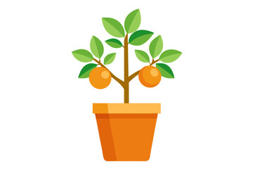 orange tree in a pot
