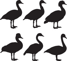 Obraz premium Six black goose silhouettes white background standing