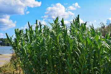Bunch of giant reed plants growing in the sun. The wild plants are healthy with plenty of green leaves.