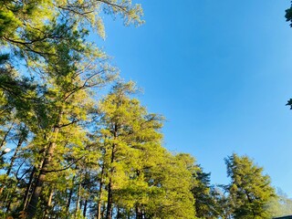 Blue Sky Pine Tree Background. Pine Forest Sky View Wallpaper. Scenic Tall Trees Nature Background. Forest Canopy and Clear Sky Wallpaper. Outdoor Pine Woodland Background. Beautiful Pine Landscape.
