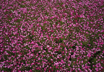 Naklejka premium A flower field photographed from directly above with professional photographer quality, AI-generated