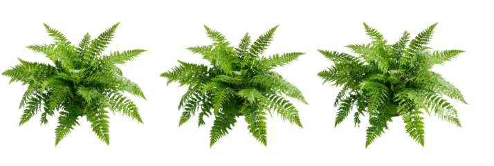 Three vibrant green plants, possibly ferns, with intricate leaf details, displayed against a black background