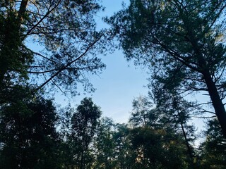 Blue Sky Pine Tree Background. Pine Forest Sky View Wallpaper. Scenic Tall Trees Nature Background. Forest Canopy and Clear Sky Wallpaper. Outdoor Pine Woodland Background. Beautiful Pine Landscape.