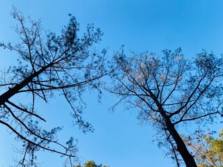 Blue Sky Pine Tree Background. Pine Forest Sky View Wallpaper. Scenic Tall Trees Nature Background. Forest Canopy and Clear Sky Wallpaper. Outdoor Pine Woodland Background. Beautiful Pine Landscape.