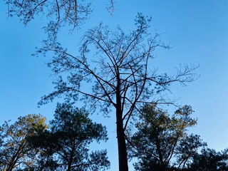 Blue Sky Pine Tree Background. Pine Forest Sky View Wallpaper. Scenic Tall Trees Nature Background. Forest Canopy and Clear Sky Wallpaper. Outdoor Pine Woodland Background. Beautiful Pine Landscape.