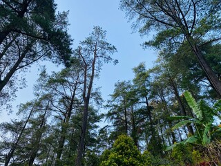 Blue Sky Pine Tree Background. Pine Forest Sky View Wallpaper. Scenic Tall Trees Nature Background. Forest Canopy and Clear Sky Wallpaper. Outdoor Pine Woodland Background. Beautiful Pine Landscape.